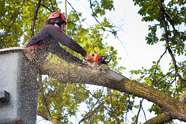 Reliable Mountain Home, ID Tree Care Services Solutions